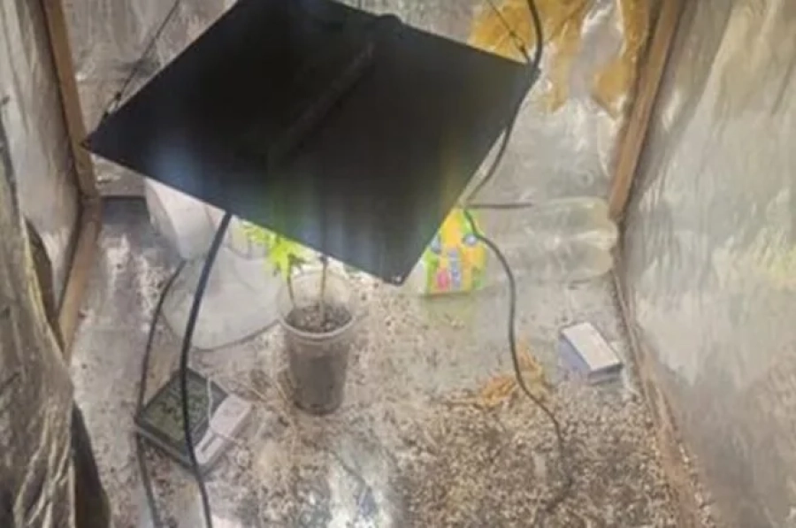 Homem é preso após ser flagrado cultivando maconha em Barbacena